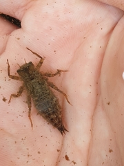 Cordulegaster boltonii