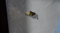 Scenedra decoratalis