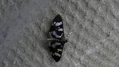 Desmia bajulalis