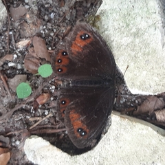 Erebia styx