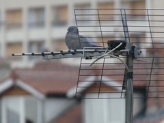 Columba palumbus