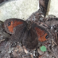 Erebia styx