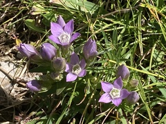 Gentianella germanica