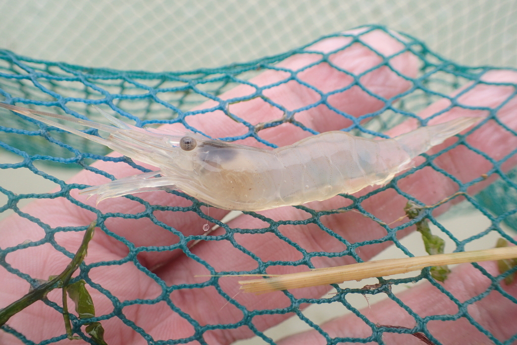 Delta prawn