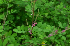 Indigofera bungeana