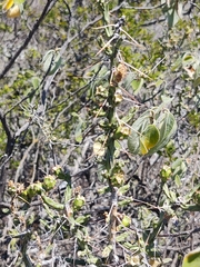 Cylindropuntia leptocaulis