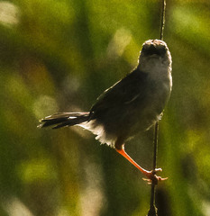 Cisticola tinniens
