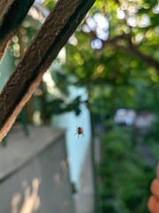 Zilla diodia