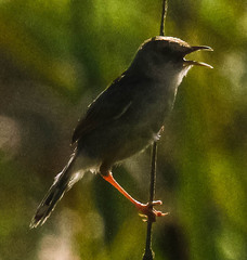 Cisticola tinniens