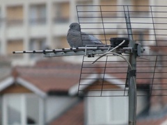 Columba palumbus