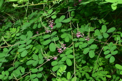 Indigofera bungeana