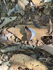 Tanaecia phlegethon