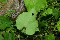 Vitis pseudoreticulata