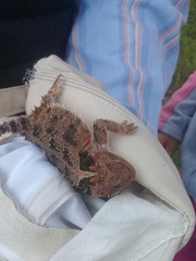 Phrynosoma orbiculare