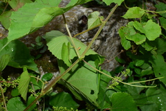 Vitis pseudoreticulata