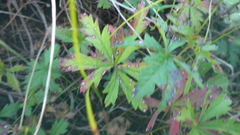 Potentilla flagellaris