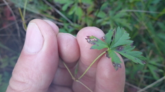 Potentilla flagellaris