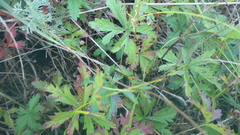 Potentilla flagellaris