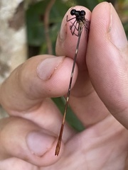 Risiocnemis praeusta