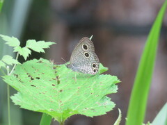 Ypthima multistriata