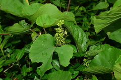 Vitis pseudoreticulata