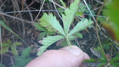 Potentilla flagellaris