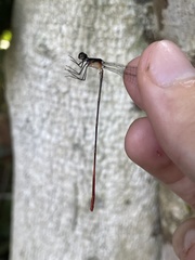 Risiocnemis praeusta