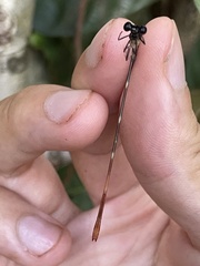 Risiocnemis praeusta
