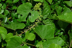 Vitis pseudoreticulata