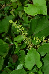 Vitis pseudoreticulata