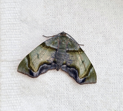 Achrosis incitata