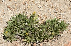 Raillardella scaposa