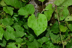 Vitis pseudoreticulata