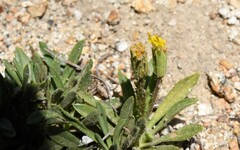 Raillardella scaposa
