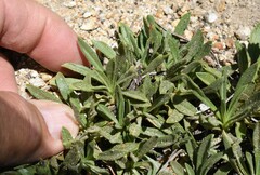 Raillardella scaposa