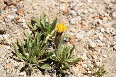 Raillardella scaposa