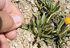 Raillardella scaposa