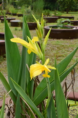 Canna indica flava