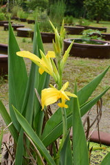 Canna indica flava