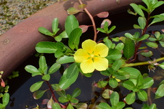 Ludwigia peploides stipulacea