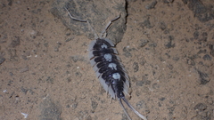 Porcellio succinctus