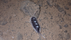 Porcellio succinctus
