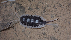 Porcellio succinctus