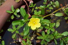 Ludwigia peploides stipulacea