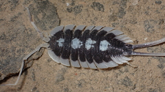 Porcellio succinctus
