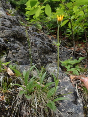Arnica lonchophylla