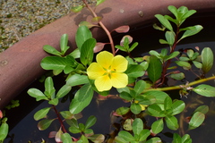 Ludwigia peploides stipulacea