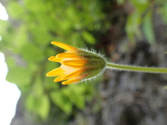 Arnica lonchophylla