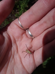 Macrodactylus subspinosus