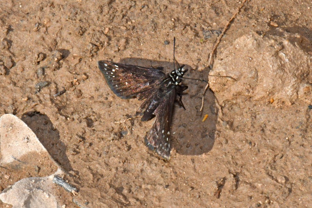 Mexican Sootywing